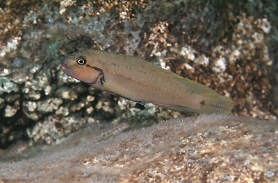 Telmatochromis cf. temporalis 'Sibwesa'